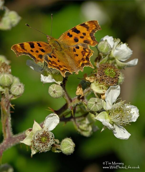 Comma and blackberry 11_07_06.jpg